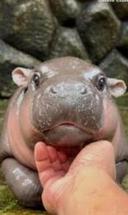 What's In the Box Meme Generator